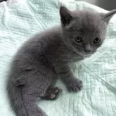 ブリティッシュショートヘア
