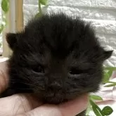 ブリティッシュショートヘア