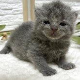 ブリティッシュショートヘア