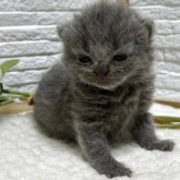ブリティッシュショートヘア