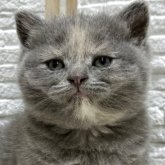 ブリティッシュショートヘア