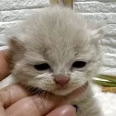 ブリティッシュショートヘア