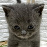 ブリティッシュショートヘア