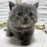 ブリティッシュショートヘア