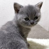 ブリティッシュショートヘア