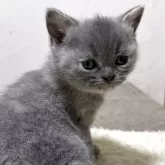 ブリティッシュショートヘア