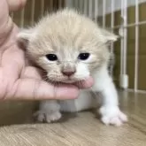 ブリティッシュショートヘア
