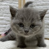 ブリティッシュショートヘア