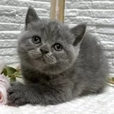 ブリティッシュショートヘア