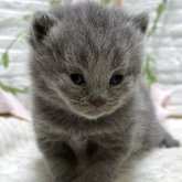 ブリティッシュショートヘア