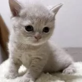 ブリティッシュショートヘア