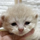 ブリティッシュショートヘア