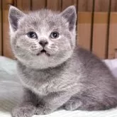 ブリティッシュショートヘア