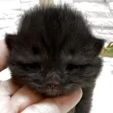 ブリティッシュショートヘア