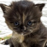 ブリティッシュショートヘア