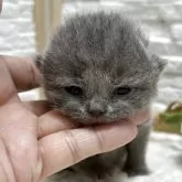 ブリティッシュショートヘア【栃木県・女の子・2025年12月18日・ブルー】の写真1