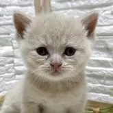 ブリティッシュショートヘア