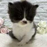 ブリティッシュロングヘア