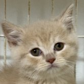 ブリティッシュショートヘア