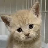 ブリティッシュショートヘア