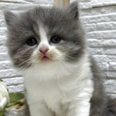 ブリティッシュロングヘア