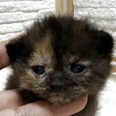 ブリティッシュショートヘア