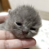 ブリティッシュショートヘア