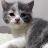 ブリティッシュショートヘア