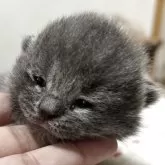 ブリティッシュショートヘア