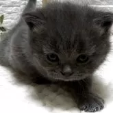 ブリティッシュショートヘア