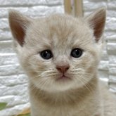 ブリティッシュショートヘア