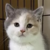 ブリティッシュショートヘア