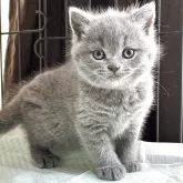 ブリティッシュショートヘア