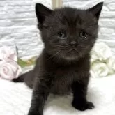 ブリティッシュショートヘア