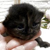 ブリティッシュショートヘア