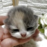 ブリティッシュロングヘア