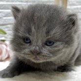 ブリティッシュロングヘア