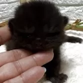ブリティッシュショートヘア