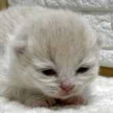 ブリティッシュロングヘア