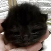 ブリティッシュショートヘア