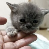 ブリティッシュショートヘア