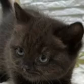 ブリティッシュショートヘア