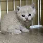 ブリティッシュショートヘア