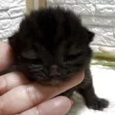 ブリティッシュショートヘア