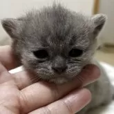 ブリティッシュショートヘア