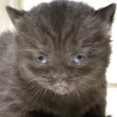 ブリティッシュショートヘア