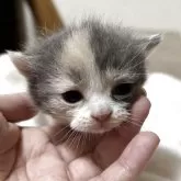 ブリティッシュショートヘア