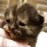 スコティッシュフォールド(立ち耳)【栃木県・女の子・2025年7月22日・トーティーシェル】の写真2