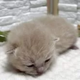 ブリティッシュショートヘア【栃木県・男の子・2025年9月2日・クリーム】の写真2