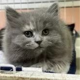 ブリティッシュロングヘア【栃木県・女の子・2024年11月11日・ブルークリーム】の写真2